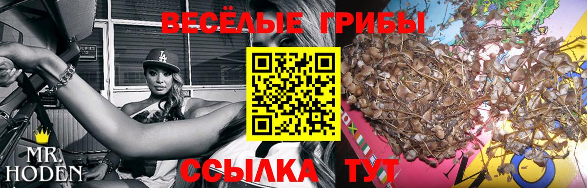 Казань  Псилоцибиновые грибы прущие грибы  Вход с VPN 
